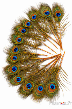 Pfau blau Miniatur - 15-25 cm - orange
